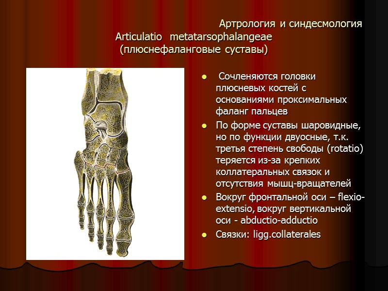 Артрология и синдесмология Articulatio  metatarsophalangeae  (плюснефаланговые суставы)  Сочленяются головки плюсневых костей